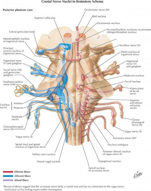 crainial nerve nucli